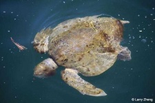 image of animal
