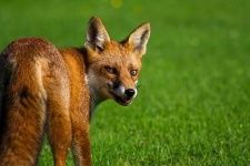 image of red_fox