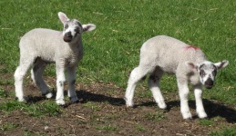 image of animal