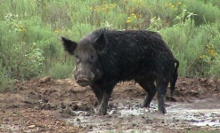 image of boar #3