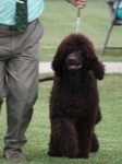 image of irish_water_spaniel #20