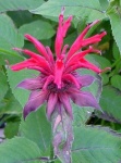 image of flower