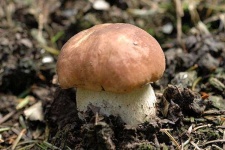 image of bolete #12