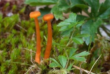 image of mushrooms