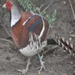 image of bird