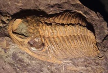 image of trilobite