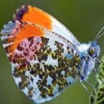 image of animal