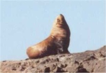 image of sea_lion