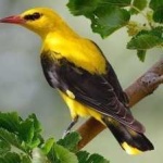 image of bird