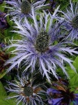 image of flower