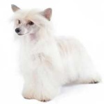 image of animal