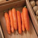 image of carrot #26