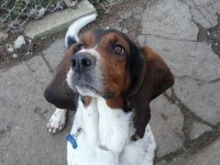 image of animal