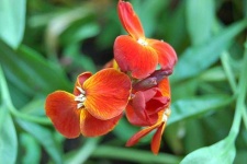image of flower