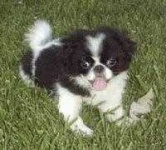 image of japanese_spaniel