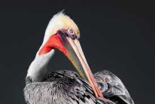 image of animal