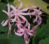 image of flower