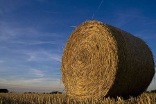 image of hay