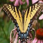 image of animal