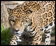 image of jaguar_car