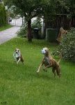 image of whippet