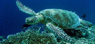 image of animal