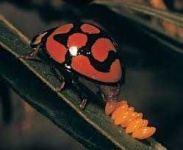 image of ladybugs #2