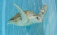image of animal