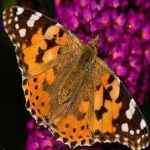 image of animal