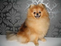 image of pomeranian