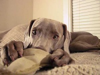 image of weimaraner