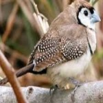 image of bird