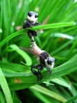 image of bee