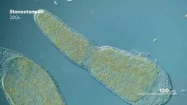 image of parasitic_flatworms