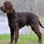 image of animal