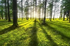 image of sunny