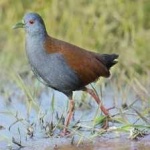 image of bird