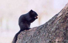 image of fox_squirrel
