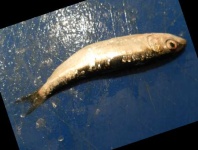 image of fish