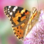 image of animal