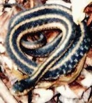 image of garter_snake #27