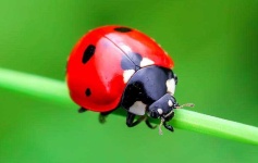 image of ladybugs #35