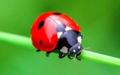 image of animal