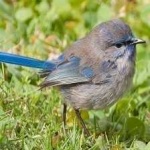 image of bird