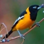 image of bird