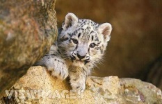 image of snow_leopard