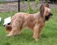 image of briard