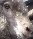 image of animal