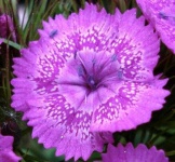 image of flower
