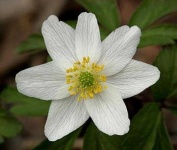 image of flower